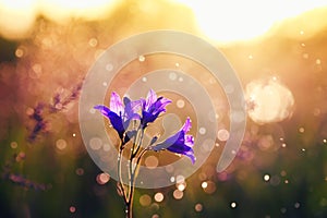 Beautiful meadow flowers purple bells growing on the summer mead