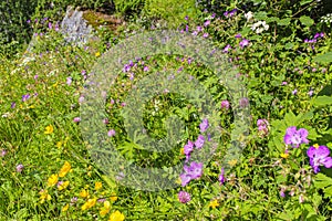 Beautiful meadow flowers, purple geranium yellow flowers. Hemsedal, Viken, Norway