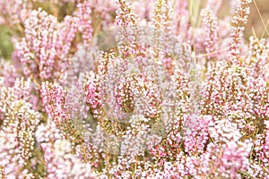 Beautiful meadow flowers. Tender pastel pink floral background.