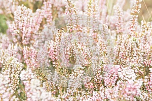 Beautiful meadow flowers. Tender pastel pink floral background or backdrop