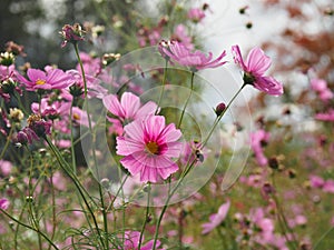 Beautiful meadow full of flowers