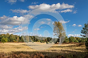 Beautiful meadow landscape in Germany