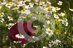 The Beautiful  Meadow Of Red Poppy Flower And  Chamomile  In The Spring