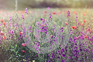 Beautiful meadow in spring - wild meadow flowers