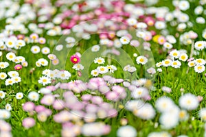 Beautiful meadow in springtime full of flowering white and pink common daisies on green grass. Daisy lawn