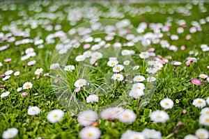 Beautiful meadow in springtime full of flowering white and pink common daisies on green grass. Daisy lawn