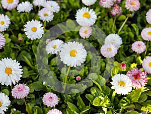 Beautiful meadow in springtime full of flowering white and pink common daisies