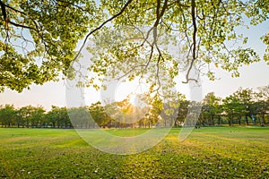 Beautiful meadow with tree in the park