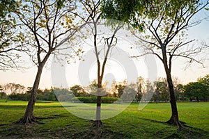 Beautiful meadow with tree in the park