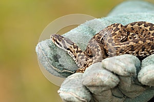 Beautiful meadow viper on glove