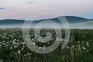 Beautiful meadow with white dandelions in the foggy morning