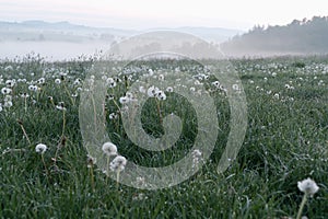 Beautiful meadow with white dandelions in the foggy morning