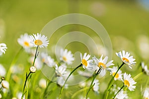 Beautiful meadow with wild daisy flowers on a spring day