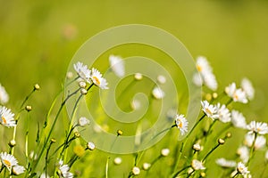 Beautiful meadow with wild daisy flowers on a spring day