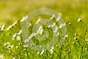 Beautiful meadow with wild daisy flowers on a spring day