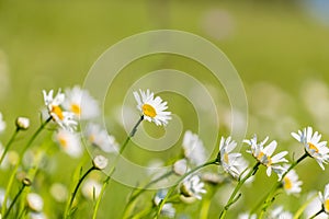Beautiful meadow with wild daisy flowers on a spring day