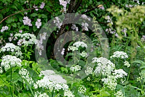 Beautiful meadow, wild flowers and bushes.