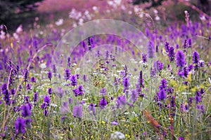 Beautiful meadow wild flowers landscape, purple flowers meadow , mountai nature vegetation, idyllic wild flowers field photo