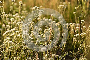 Beautiful meadow wild flowers in warm sunlight. Beauty nature field background with white folwers and golden sunset