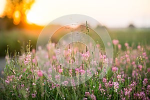 Beautiful Meadow with wild pink flowers over sunset sky. Field background with sun flare. Selective focus