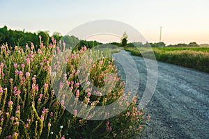 Beautiful Meadow with wild pink flowers on the roadside over sunset sky. Field background with sun flare. Selective focus