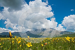 A beautiful meadow with wild tulips and yellow flowers in the spring season against the blue sky and clouds