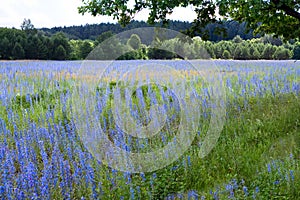 Beautiful meadows