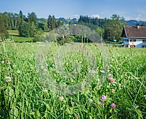 Beautiful meadows. Austria