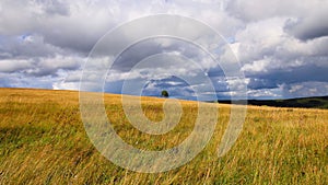 Beautiful meadows in cloudy weather with solitary trees at Ore Mountains