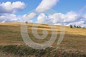 Beautiful meadows in cloudy weather with solitary trees at Ore Mountains