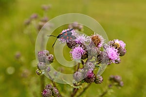 Beautiful Meadowsweet mottled Butterfly on Bristly bodyak plants against blur background