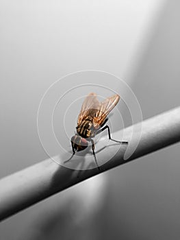 Beautiful meat fly Sarcophaga carnaria