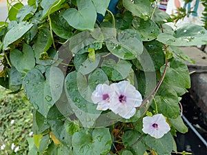 Beautiful medicinal plant giloy shows its growth