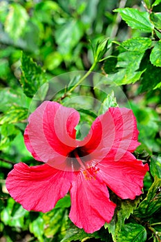 beautiful mediterranean hibiscus