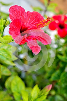 beautiful mediterranean hibiscus