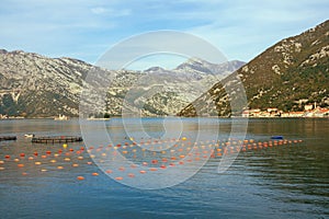 Beautiful Mediterranean landscape and longline culture mussel farm. Montenegro, Bay of Kotor