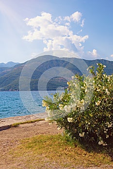 Beautiful Mediterranean landscape.  Oleander tree with white flowers on the shore of Kotor Bay. Montenegro