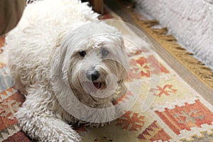 Beautiful medium breed dog, White Labradoodle lying down and resting