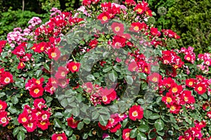 Beautiful `meizmea` rose bush at a botanical garden in Durham, North Carolina