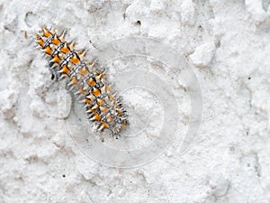 Beautiful Melitaea didyma caterpillar on wall