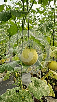 Beautiful melon garde ready for haevest