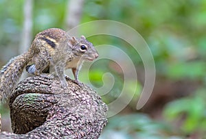 Beautiful of Menetes berdmorei on branch