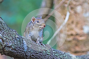 Beautiful of Menetes berdmorei Indochinese ground squirrel, Ber