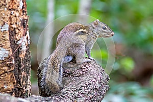 Beautiful of Menetes berdmorei Indochinese ground squirrel, Berdmore`s ground squirrel , Burmese Striped Squirrel , Tamiops