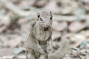 Beautiful of Menetes berdmorei Indochinese ground squirrel, Berdmore`s ground squirrel , Burmese Striped Squirrel , Tamiops