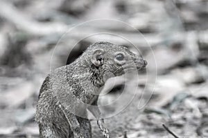 Beautiful of Menetes berdmorei Indochinese ground squirrel, Berdmore`s ground squirrel , Burmese Striped Squirrel , Tamiops