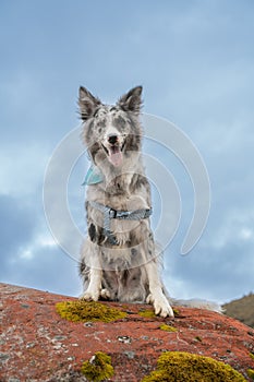 Beautiful merle border collie dog