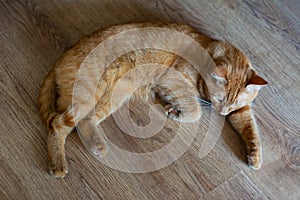 Beautiful metis red cat sleeping on the wooden floor, closeup top view