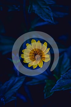 Beautiful Mexican sunflower, Helianthus Occidentalis