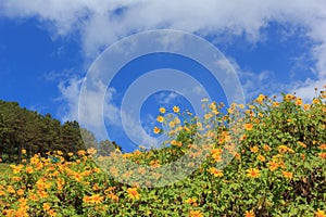 Beautiful mexican sunflower on mountains in Thailand